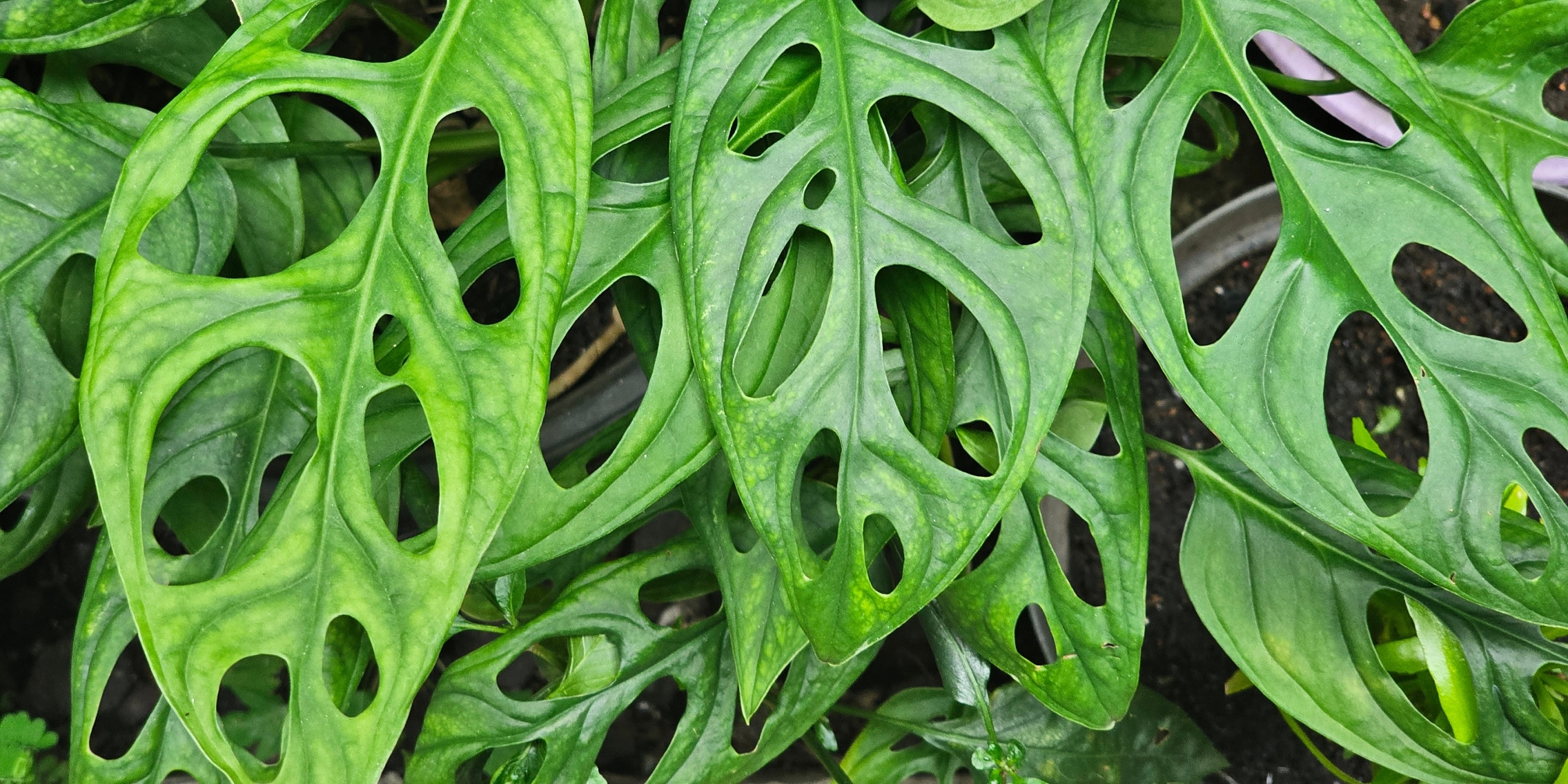 monstera squamiferum Philodendron pedatum x squamiferum, 