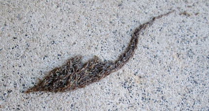 Der Heerwurm, ein Verbund aus Trauermücken-Larven, welcher bis zu zehn Meter lang werden kann.