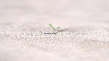 Eine Sandschicht auf der Erde verwehrt den Trauermücken den Zugang.