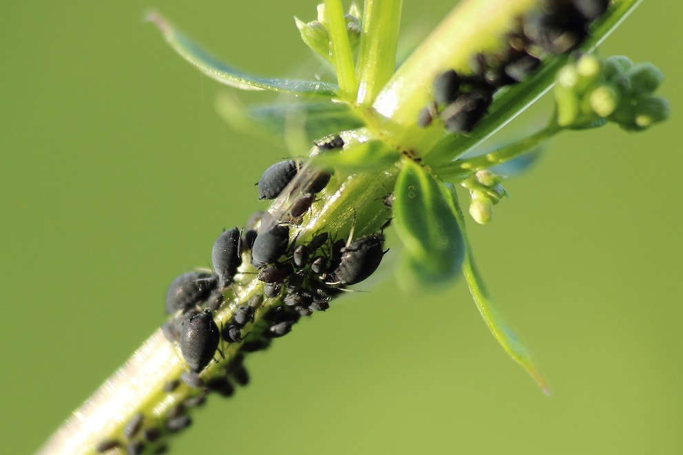 Eine häufige Plage in hiesigen Gärten: Blattläuse.