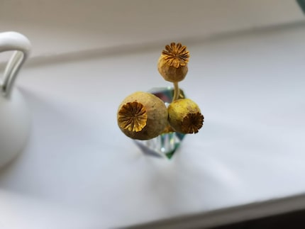 My poppy capsules also stay in shape for weeks.