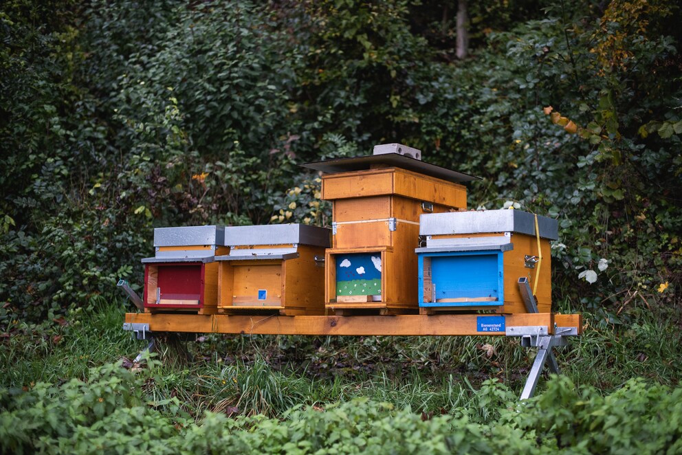 Die Bienenmagazine bringen etwas Farbe an den Waldrand.