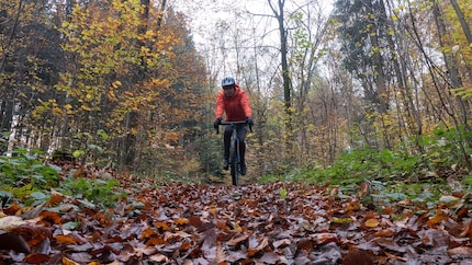 Irgendwann sehe ich den Wald vor lauter Blättern nicht mehr.