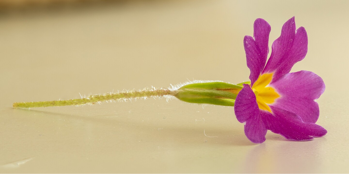 Fototipp: Wenn es hinten und vorne nicht stimmt, probier Focus Stacking