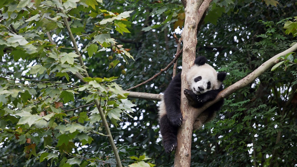 Unterstützt wird auch das Projekt des WWFs in Mamize. Weil in der chinesischen Region noch oft über dem offenen Feuer gekocht wird, leiden die großen Pandas. Mit effizienten Öfen werden die Treibhausgase reduziert und es wird weniger Holz benötigt. Das heißt, es werden weniger Wälder für Brennholz abgeholzt, in denen die Pandas leben. Bild: South Pole
