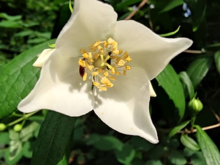 Macro mode