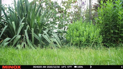 Hat sich da etwa... das Gras bewegt?