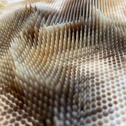 Close-up eines auf eine Hanffaser gedruckten 3D-Prints aus Julias aktueller Arid-Kollektion. Bild: Julia Körner