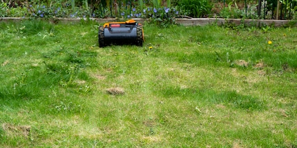 Before winter sets in, you should mow the lawn one last time.
