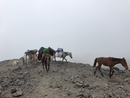 Horses carry their equipment.