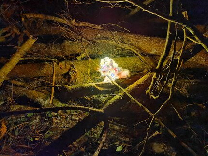 Horny from a medium distance, about three metres away