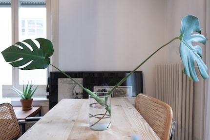 Not a very inviting sight – my new aquatic plant.