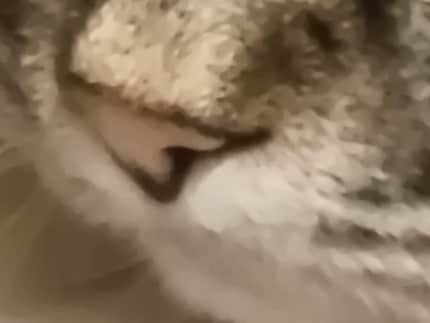 Kollege Kater bei 100x Zoom