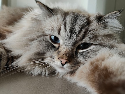 Mandatory appearance of Cat. Because reasons.