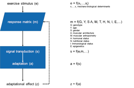 Theoretische Antwort eines physiologischen Systems auf einen Trainingsreiz. Adaptiert von Toigo und Boutellier, 2006.