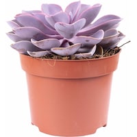 Flowerbox Echeverie - Echeveria purple pearl (15 cm)