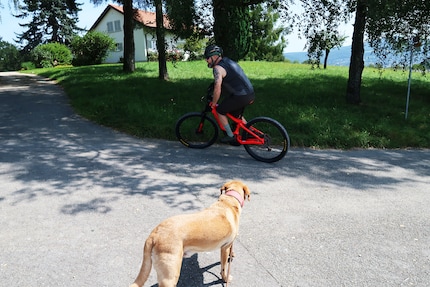 What’s that man doing on that strange red bike, the dog seems to be wondering.
