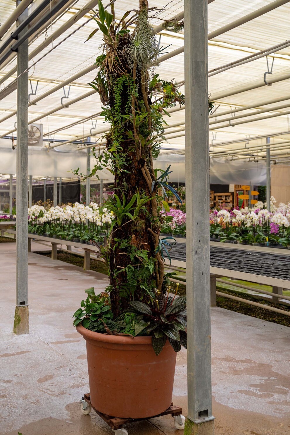 Inspiration für die schwebenden Gärten kommt von den Epiphyten. Das sind Pflanzen, die auf anderen wachsen.