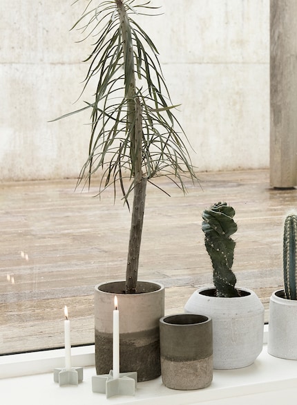 Paired with the right decorations and lighting, plants look more Christmassy. Image: Serax