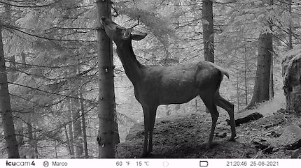 Ein Hirsch kommt selten allein ...