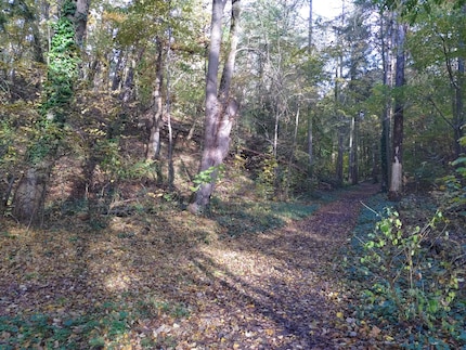 Fotografiert mit dem Automatikmodus wirkt der Wald deutlich kühler als in der Realität.