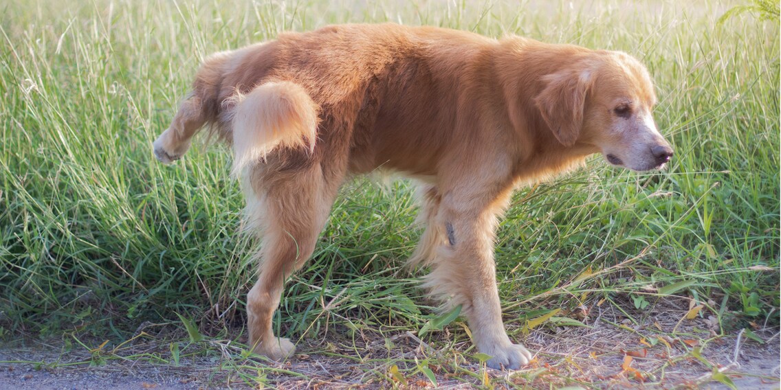 Hunde überdüngen Naturschutzgebiete zusätzlich