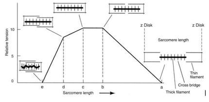 Force-length relation of a sarcomere [2]