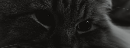 Cat in XPan Mode