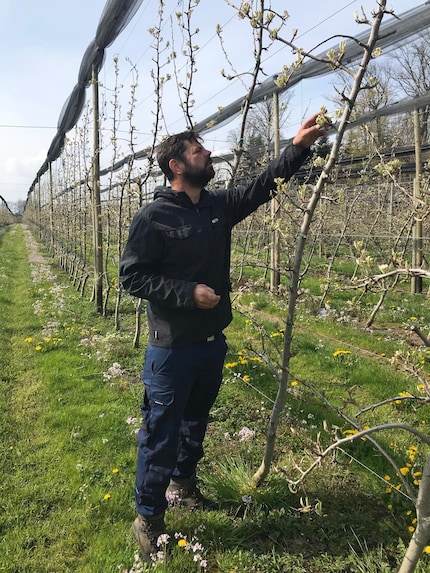 My brother Pascal inspects the buds on his trees after they survived frost night.