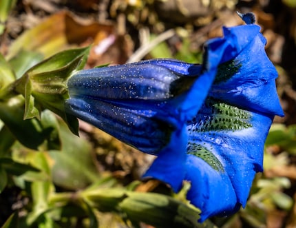 Diese schätzungsweise 7–8 cm grosse Blüte lässt sich formatfüllend abbilden.
