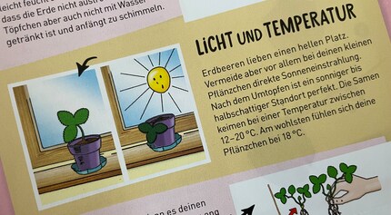 Nicht zu warm, nicht zu kalt, nicht zu sonnig, nicht zu schattig wollen es die Walderdbeeren. Bescheidenheit sieht anders aus.