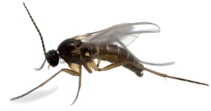 Trauermücke (Sciaridae)