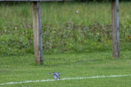 Dieses Bild muss stark zugeschnitten werden. 400 mm, f/8, 1/3200 Sekunde, 6400 ISO.