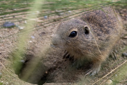 Trotz vieler Grashalme bleibt der Ziesel im Fokus.