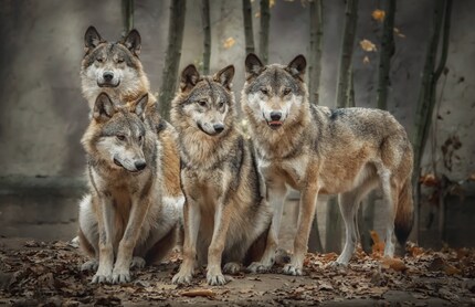 Bild: shutterstock
