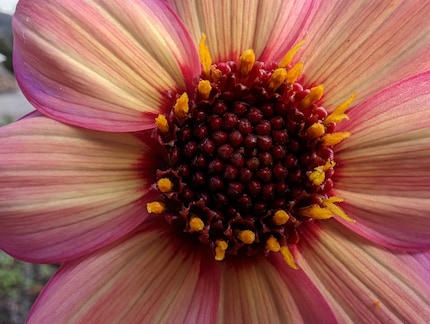 Der Makromodus funktioniert gut bei Blumen, aber auch anderen Dingen.