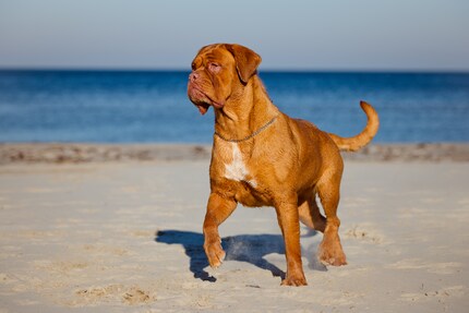 Wenn ein Hund, dann eine Bordeaux-Dogge. Ich finde diese einfach zum Knuddeln.