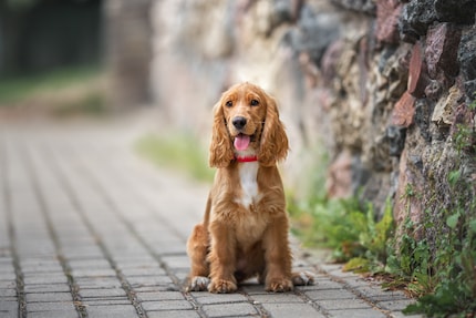 Sehen zwar niedlich aus, die Cocker Spaniel. Aber meiner war besonders nervös.