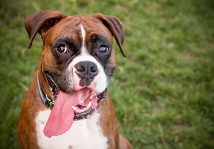 Ok, für einen Boxer könnte ich mich noch knapp erwärmen.