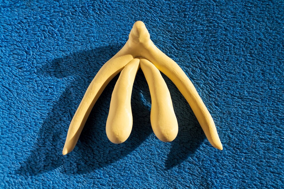 Reckon you could draw a more-or-less accurate clitoris without a template? Would you come up with this? Because this, my friends, is the clitoris.