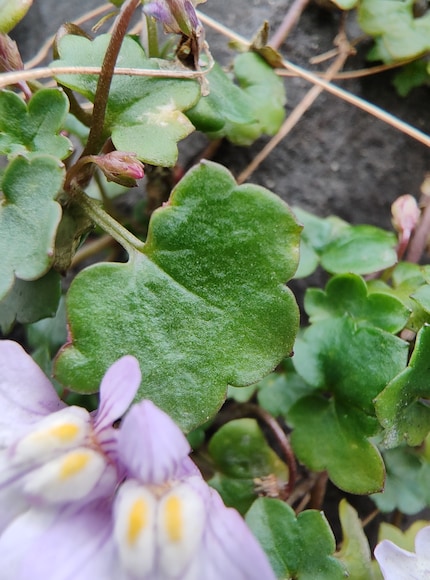 Finer details on the leaf are quite visible.