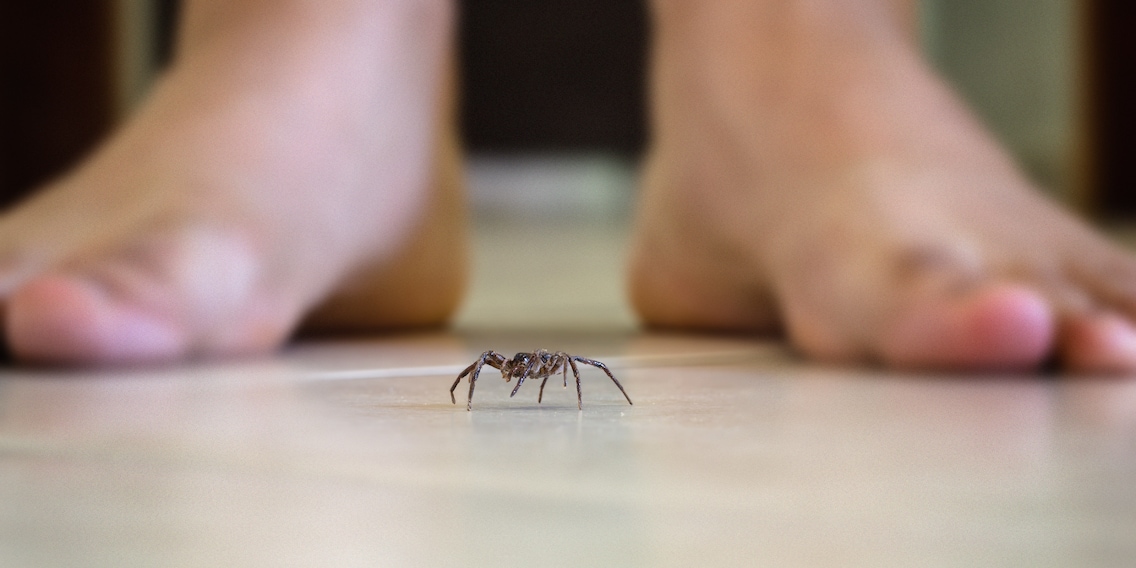 Spinnen mit dem Staubsauger einsaugen? Bitte, tu das nicht!