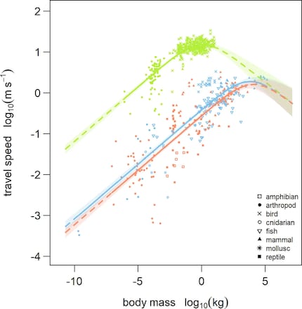 Geschwindigkeit und Körpermasse | Laut biophysikalischen Berechnungen wächst das Ausdauertempo einer Tierart (y-Achse, logarithmisch aufgetragen) mit steigender Körpermasse (x-Achse, logarithmisch aufgetragen) zunächst an, fällt dann aber nach Erreichen eines Gipfelpunkts wieder ab. Die durchgezogenen und gestrichelten Kurven sind mit einem mathematischen Modell ermittelt worden; die Punkte repräsentieren empirische Messdaten von diversen Spezies. Das Ganze ist dargestellt für fliegende (grün), laufende (rot) und schwimmende (blau) Lebewesen. Die Legende unten rechts schlüsselt genauer auf, von welchen Tiergruppen die Messwerte stammen.