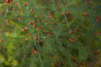 Achtung: Die kleinen, leuchtend roten Beeren der Spargelpflanze sind leicht giftig.
