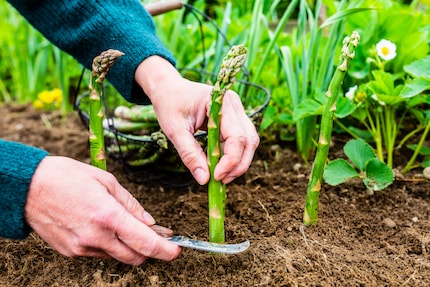 Aufwändige Ernte: Der grüne Spargel wird von Hand geschnitten, der weisse gestochen.