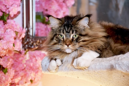 Alles im Überblick: Aeschimanns Kater Winnie bevorzugt die oberste Hängematte auf dem Kratzbaum.