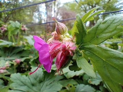 The macro camera doesn’t do flowers any justice.