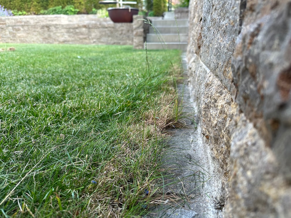 The lawn has spread over the beautiful edging stone. What a cheek.