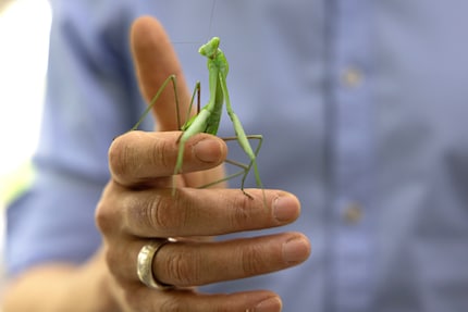 The praying mantis can stay in the same position for months.