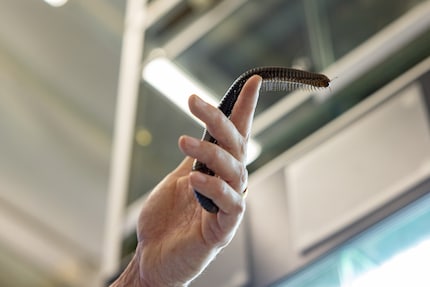 The millipede moving gracefully under the spotlight.